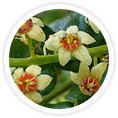 boswellia